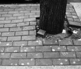 ACTO II. Tree 10. Registering New York. Photography. 23x31cm. 10/10. 2010. 